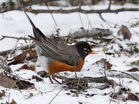 One robin in snow