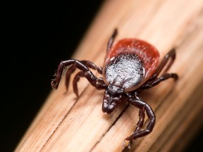 The number of ticks is increasing in Eastern Ontario each year, but with a bit of prevention and care, dogs can be kept safe from the effects of tick bites and Lyme disease.