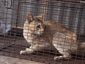 An orange tabby-style cat has likely used up more than a few of its nine lives during an unauthorized trip from China to British Columbia. The North Cariboo District Branch of the B.C. SPCA says the emaciated, six-year-old female, shown in handout photo, was found inside a shipping container originally loaded nearly a month ago in Shenzhen, China.