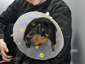 Donations to the Ottawa Humane Society’s PAWS (pre-authorized withdrawal) program are very helpful for the organization when assisting animals like Cody the coonhound.