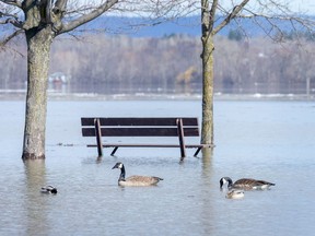 Geese and ducks enjoy a leisurely swim at Britannia as rising water from the Ottawa River begins to flood the park.