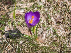 Spring crocuses.