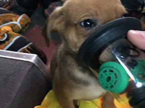 Firefighters provided air to a puppy.