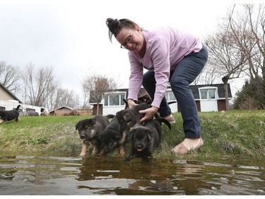 Tanya Masek tries to keep her puppies out of the rising waters near her home on Morin Road in Cumberland Saturday April 27, 2019.