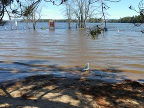 On Sunday afternoon, Petawawa Mayor Bob Sweet declared an emergency in the town because of the risk of already high flood waters rising even further because of precipitation and the freshet from the north which has yet to come through. Sunday morning, the Ottawa River had come up enough to leave the tourist information boards and park benches at Petawawa Point about 30 feet offshore.