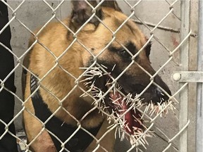 The Coos County Sheriff's Office on Monday, April 22, said police K-9 Odin, was called to the scene to track a suspect on Saturday when the dog crossed paths with a porcupine. Photos showed the outcome, with several quills in Odin's mouth and two near his left eye.