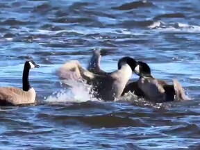 Take a gander at this knock-down, drag-out fight. And is it the goose whose affections they're fighting over who arrives to egg them on?