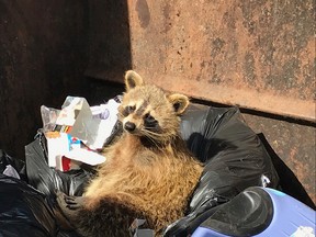 Ottawa By-law via Twitter
We often receive calls about raccoons stuck in waste containers
These raccoons aren't usually hurt. They're often happy because their bellies are full!