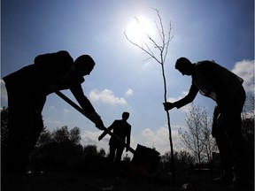 Files: Tree planting