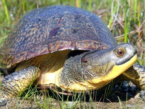 Ontario's Blanding's turtle is one of several species under threat.