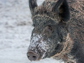 A black boar.