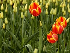 Many of the tulips hadn't quite bloomed yet for the opening weekend of the Tulip Festival in Ottawa, but that didn't stop thousands flocking to Dows Lake Sunday to see those that had.  The festival runs until May 20, 2019.