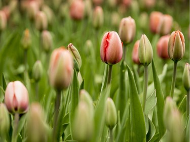 Very few tulips are in bloom at Commissioners Park in Ottawa on May 9, 2019. The Canadian Tulip Festival runs from May 10-20, 2019. Errol McGihon/Postmedia