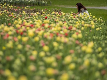 Very few tulips are in bloom at Commissioners Park in Ottawa on May 9, 2019. The Canadian Tulip Festival runs from May 10-20, 2019. Errol McGihon/Postmedia