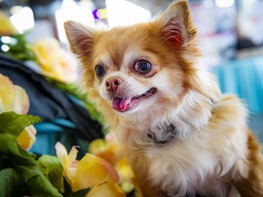 Kiwi, a long haired chihuahua, who works as a humane education dog, paraded around the event in a lovely floral carriage.