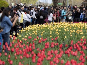 People take photos of tulips in Commissioner's Park during the Canadian Tulip Festival in Ottawa on Saturday, May 18, 2019.