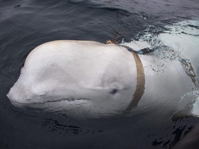 The beluga whale is seen swimming next to a fishing boat before Norwegian fishermen removed its tight harness, off the northern Norwegian coast on Friday, April 26, 2019.
