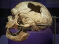 Skull and mandible of the Old Man of La Chapelle-aux-Saints, dating 45,000 to 57,000 years ago.