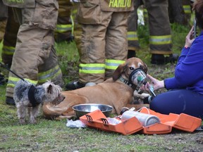 Firefighters revive dogs rescued from Osgoode house fire, Yorkie, Q, left and Brandy, a greyhound mix.
