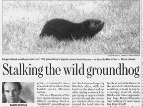 Black groundhogs, written on by former Ottawa Citizen reporter and editor Randy Boswell.