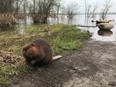 A young beaver returns to a more suitable environment Thursday after wandering into Major's Hill Park near Parliament Hill.