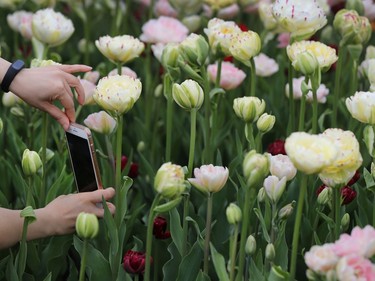 Tulips at the Ottawa Tulip Festival at Dow's Lake in Ottawa Monday May 20, 2019. The Tulip Festival at Dow's lake was busy with hundreds of people enjoying and taking photos of tulips.