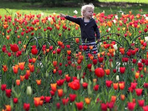 Tulips at the Ottawa Tulip Festival at Dow's Lake in Ottawa Monday May 20, 2019. The Tulip Festival at Dow's lake was busy with hundreds of people enjoying and taking photos of tulips.