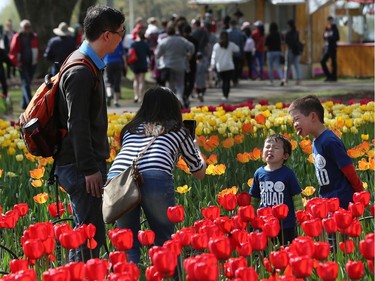 Tulips at the Ottawa Tulip Festival at Dow's Lake in Ottawa Monday May 20, 2019. The Tulip Festival at Dow's lake was busy with hundreds of people enjoying and taking photos of tulips.