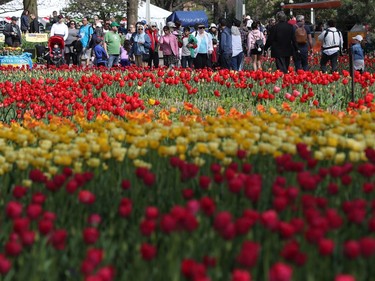 Tulips at the Ottawa Tulip Festival at Dow's Lake in Ottawa Monday May 20, 2019. The Tulip Festival at Dow's lake was busy with hundreds of people enjoying and taking photos of tulips.