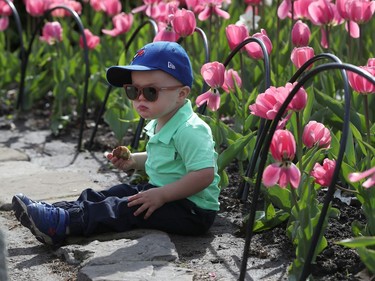 Tulips at the Ottawa Tulip Festival at Dow's Lake in Ottawa Monday May 20, 2019. The Tulip Festival at Dow's lake was busy with hundreds of people enjoying and taking photos of tulips.