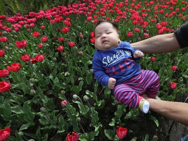 Tulips at the Ottawa Tulip Festival at Dow's Lake in Ottawa Monday May 20, 2019. The Tulip Festival at Dow's lake was busy with hundreds of people enjoying and taking photos of tulips. Seven week old Lyanna Addante-Chung takes in her first tulip festival Monday.