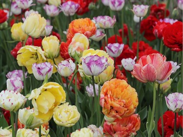 Tulips at the Ottawa Tulip Festival at Dow's Lake in Ottawa Monday May 20, 2019. The Tulip Festival at Dow's lake was busy with hundreds of people enjoying and taking photos of tulips.  Tony Caldwell