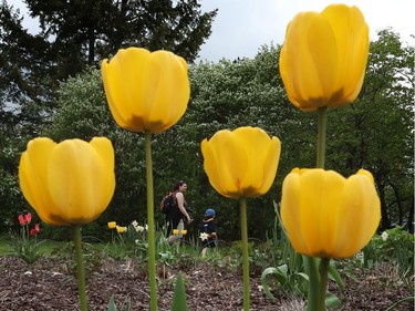 Tulips at the Ottawa Tulip Festival at Dow's Lake in Ottawa Monday May 20, 2019. The Tulip Festival at Dow's lake was busy with hundreds of people enjoying and taking photos of tulips.