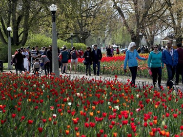 Tulips at the Ottawa Tulip Festival at Dow's Lake in Ottawa Monday May 20, 2019. The Tulip Festival at Dow's lake was busy with hundreds of people enjoying and taking photos of tulips.