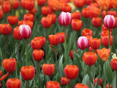 Tulips at the Ottawa Tulip Festival at Dow's Lake in Ottawa Monday May 20, 2019. The Tulip Festival at Dow's lake was busy with hundreds of people enjoying and taking photos of tulips.