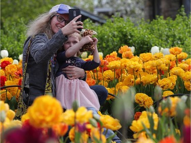 Tulips at the Ottawa Tulip Festival at Dow's Lake in Ottawa Monday May 20, 2019. The Tulip Festival at Dow's lake was busy with hundreds of people enjoying and taking photos of tulips.