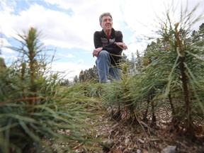 Ed Patchell, chief executive  of Ferguson Tree Nursery in Kemptville, says a rescue plan may be emerging to save as many as three million trees in danger of being plowed under because of cuts to an Ontario planting program.