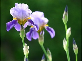 Irises: Always a favourite with this particular author.