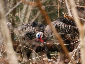 Wild turkey hunting is allowed in Quebec — with a permit, after a safety course and within bag limits — from April 26 to May 17 from 30 minutes before sunrise to noon.