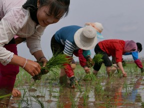 In this May 17, 2019, photo, North Korean farmers plant rice seedlings in a field at the Sambong Cooperative Farm, South Pyongan Province, North Korea. North Korean state media said last week that 54.4 millimeters (2.1 inches) of rain fell in the first five months of 2019, which it said represented the lowest level since 1982. U.N. food agencies said earlier this month that about 10 million people were facing "severe food shortages" after one of the North's worst harvests in a decade. (AP Photos/APTN)