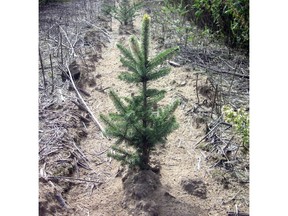 The Ontario government has cancelled the 50 Million Tree Program.
