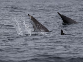 Scientists who evaluate the health of whales have added three of the aquatic mammals to the list of threatened species in Canada's waters due in part to human-created noise. Sowerby's Beaked whales are seen in an undated handout photo in a marine protected zone off the Nova Scotia coast.