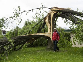 Long time area resident Marc Falardeau checks the trees damaged by a tornado that touched down in Orléans on Sunday evening.