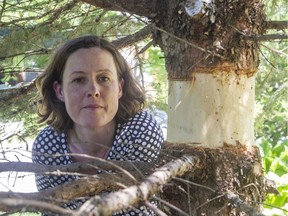 Sarah Housser wonders who hated her blue spruce enough to deliberately kill it. According to one tree expert, it was something 'mechanical,' as opposed to rabbits or mice, that stripped this ring of bark. The tree will be dead by the end of the summer.