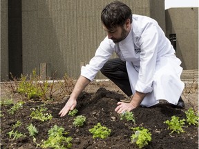 NAC Executive Chef Kenton Leier plants herbs atop the roof of the NAC on May 9, 2019.