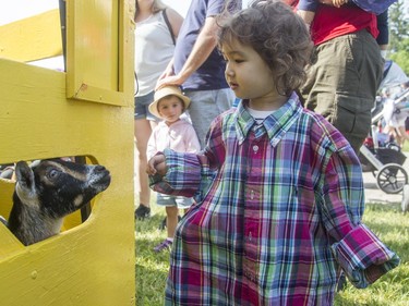 Two-year-old Ily Parent tenuously approaches a goat at the Teddy Bear picnic at the annual CHEO Teddy Bear picnic at Rideau Hall on Saturday.