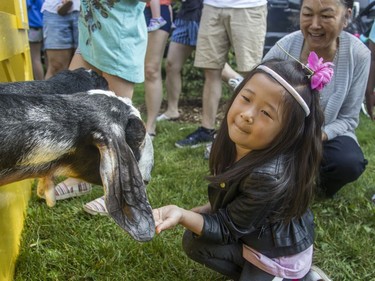 Elena Hei, 5, feeds a goat at the annual CHEO Teddy Bear picnic.