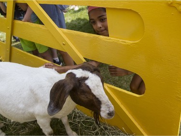 Rochelle Akkalayil, 8, peeks thorugh the fence as she pets a goat at the CHEO Teddy Bear picnic.