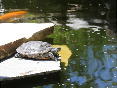A turtle suns itself on a rock in James Stones' backyard water garden in Kanata.