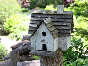 Suzanne Carr's garden in Alta Vista.